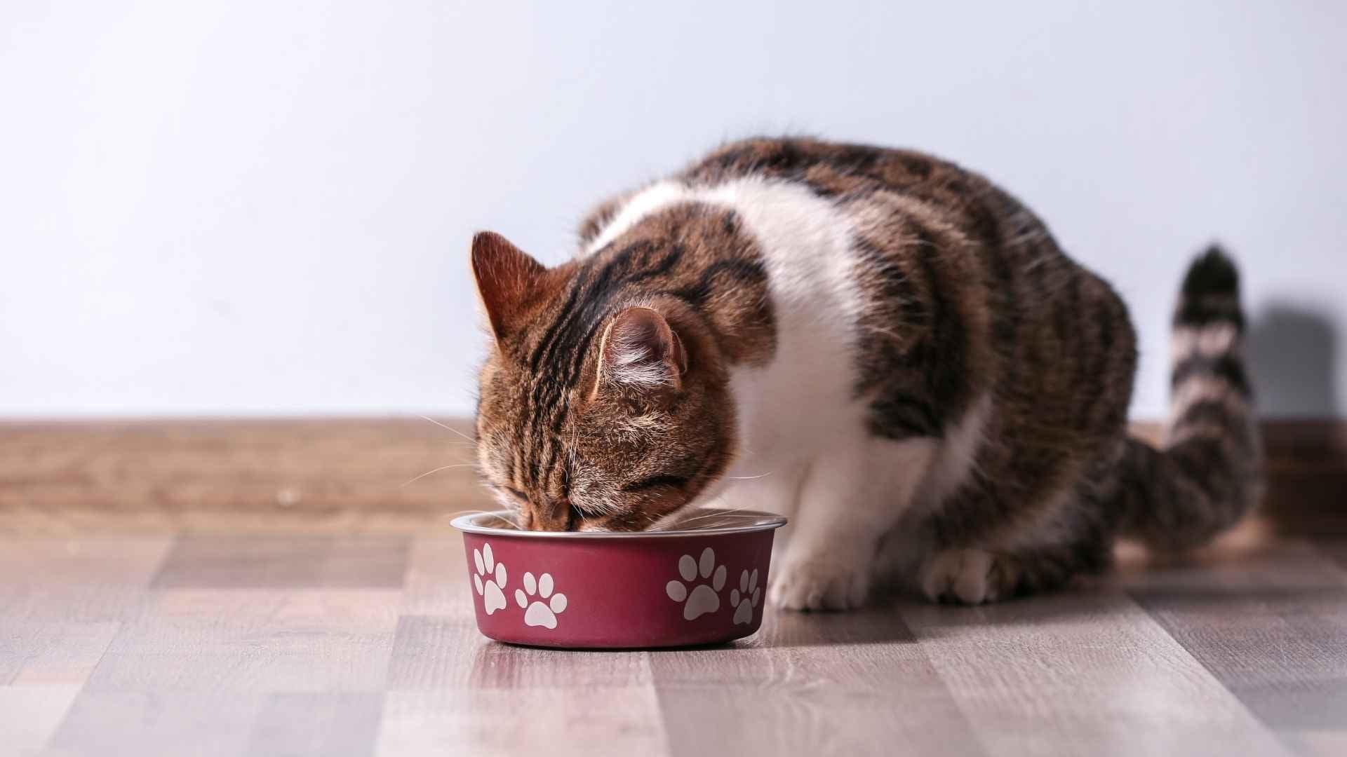 gato mayor comiendo